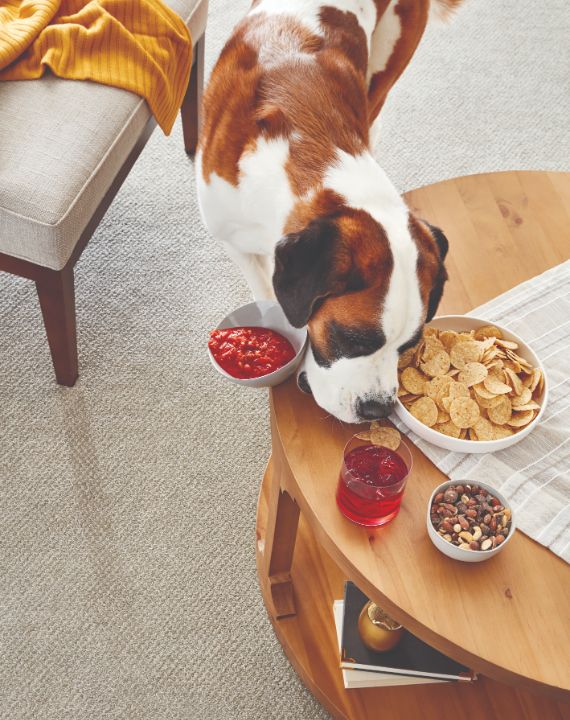 Pet-Friendly Carpet Feature