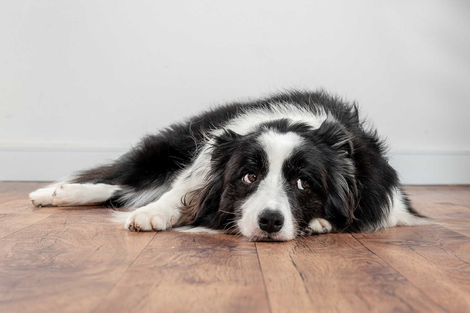Dog lying on floor
